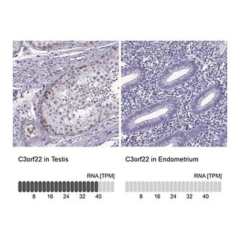 Merck Anti-C3orf22 antibody produced in rabbit