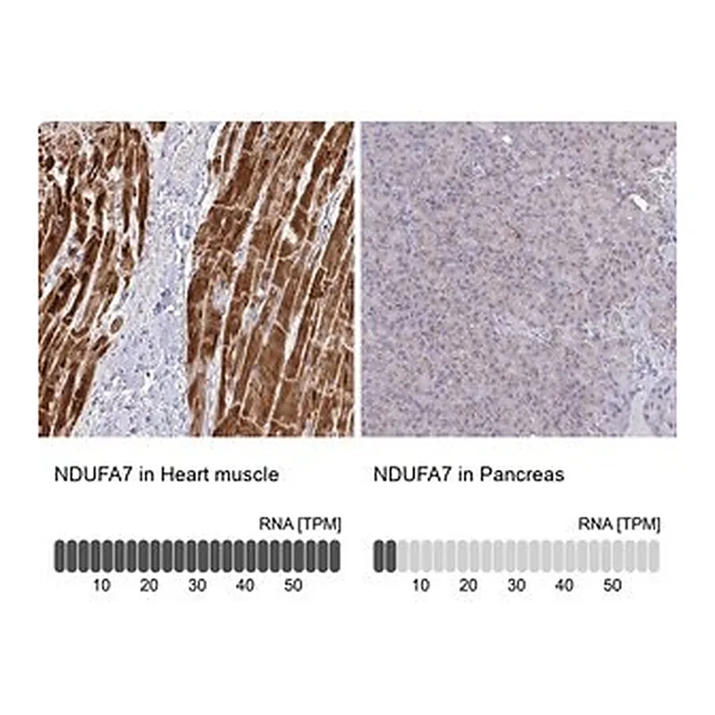 Merck Anti-NDUFA7 antibody produced in rabbit
