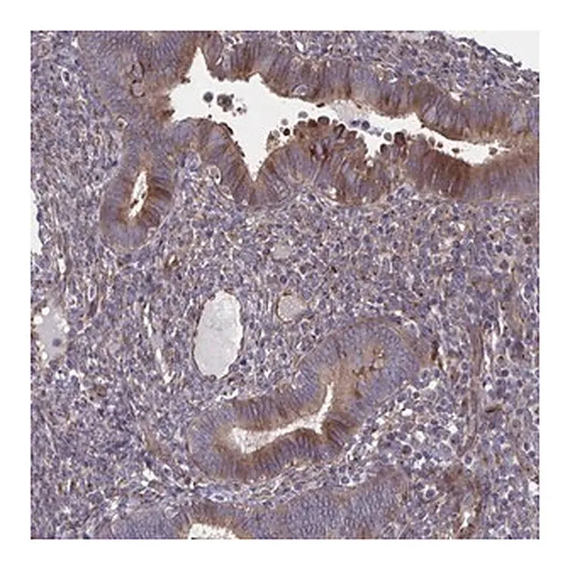 Merck Anti-FJX1 antibody produced in rabbit