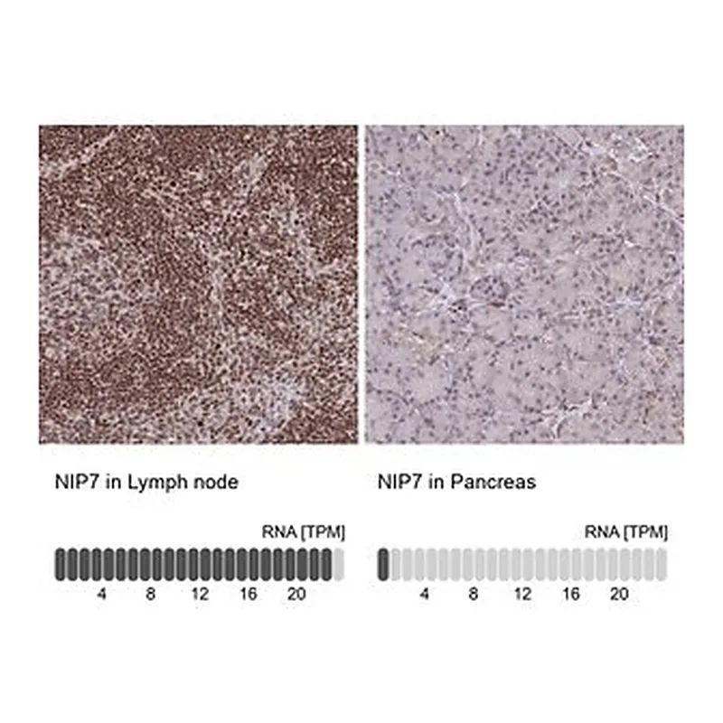 Merck Anti-NIP7 antibody produced in rabbit