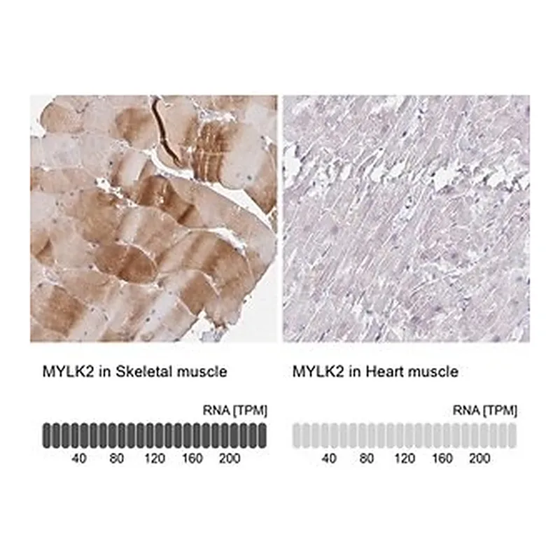 Merck Anti-MYLK2 antibody produced in rabbit