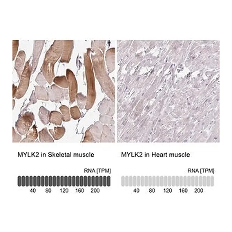 Merck Anti-MYLK2 antibody produced in rabbit
