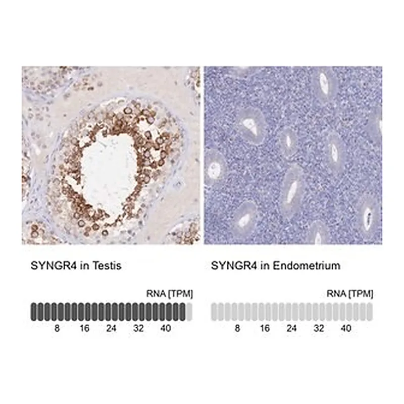 Merck Anti-SYNGR4 antibody produced in rabbit