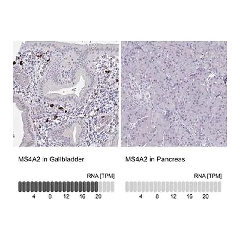 Merck Anti-MS4A2 antibody produced in rabbit