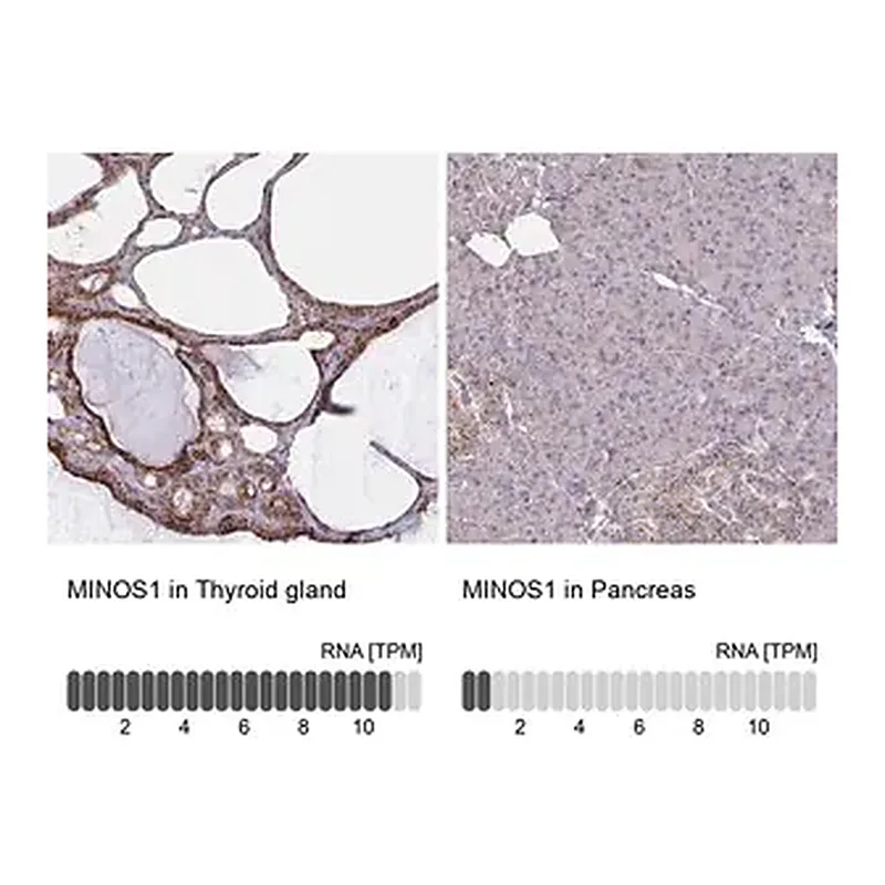 Merck Anti-MINOS1 antibody produced in rabbit