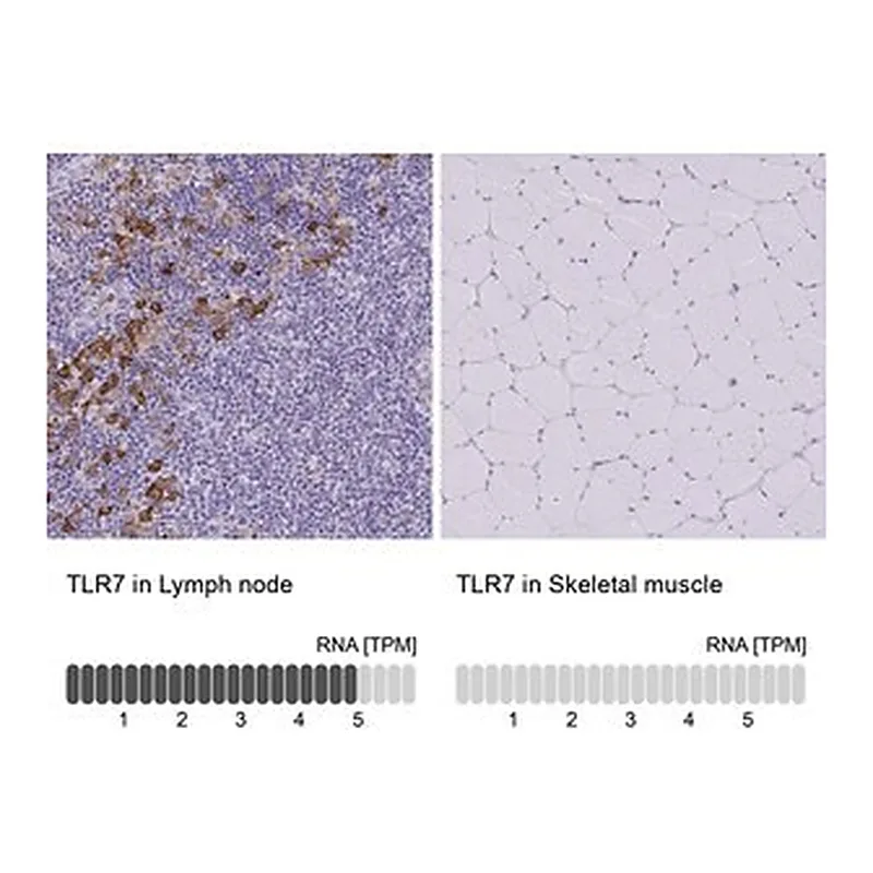 Merck Anti-TLR7 antibody produced in rabbit