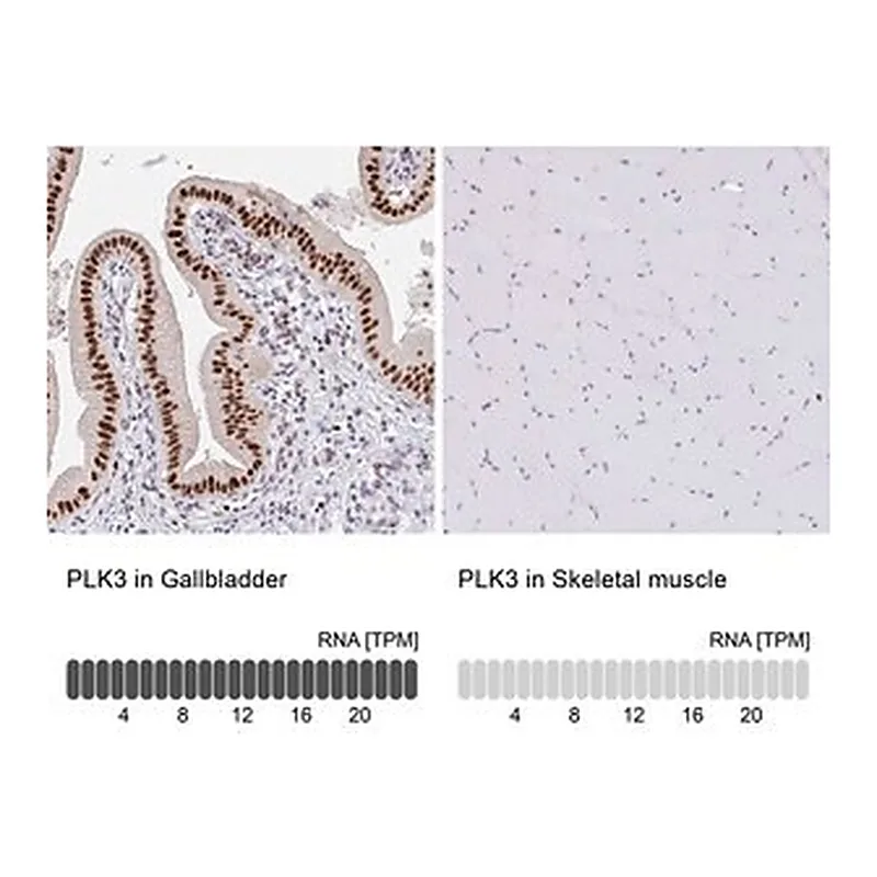 Merck Anti-PLK3 antibody produced in rabbit