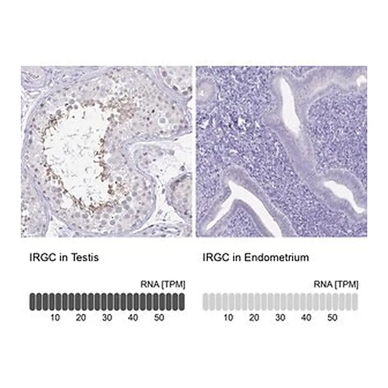 Merck Anti-IRGC antibody produced in rabbit
