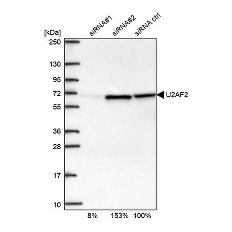 Merck Anti-U2AF2 antibody produced in rabbit
