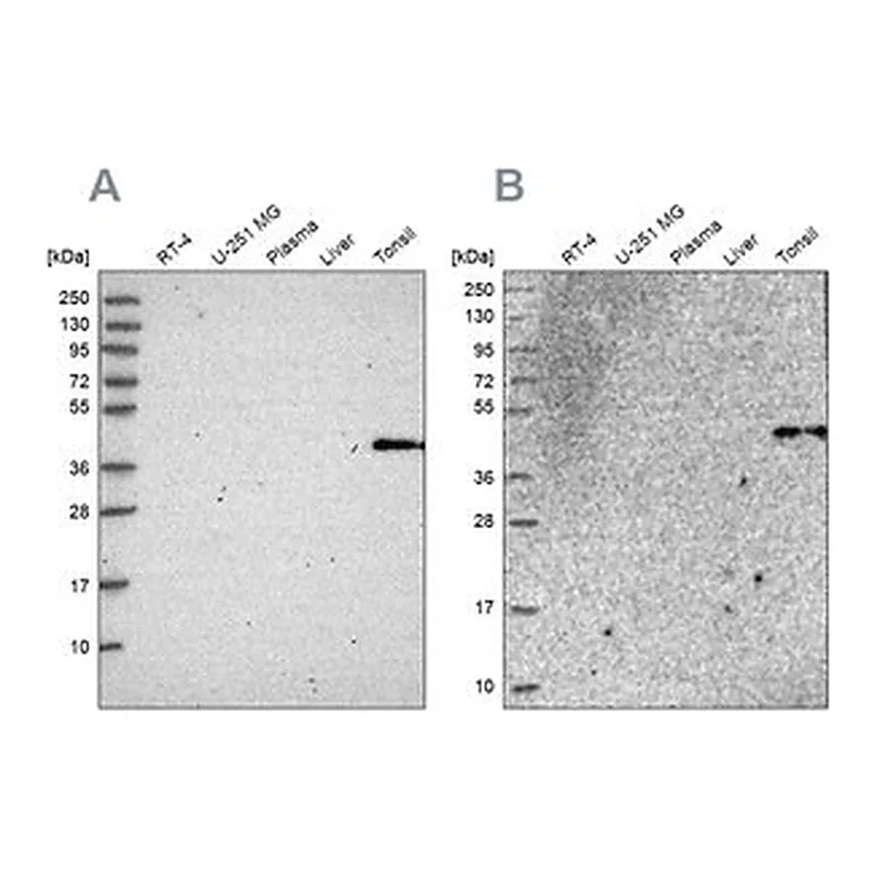 Merck Anti-SULT2B1 antibody produced in rabbit