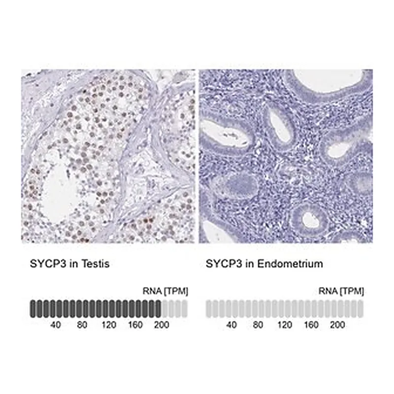 Merck Anti-SYCP3 antibody produced in rabbit