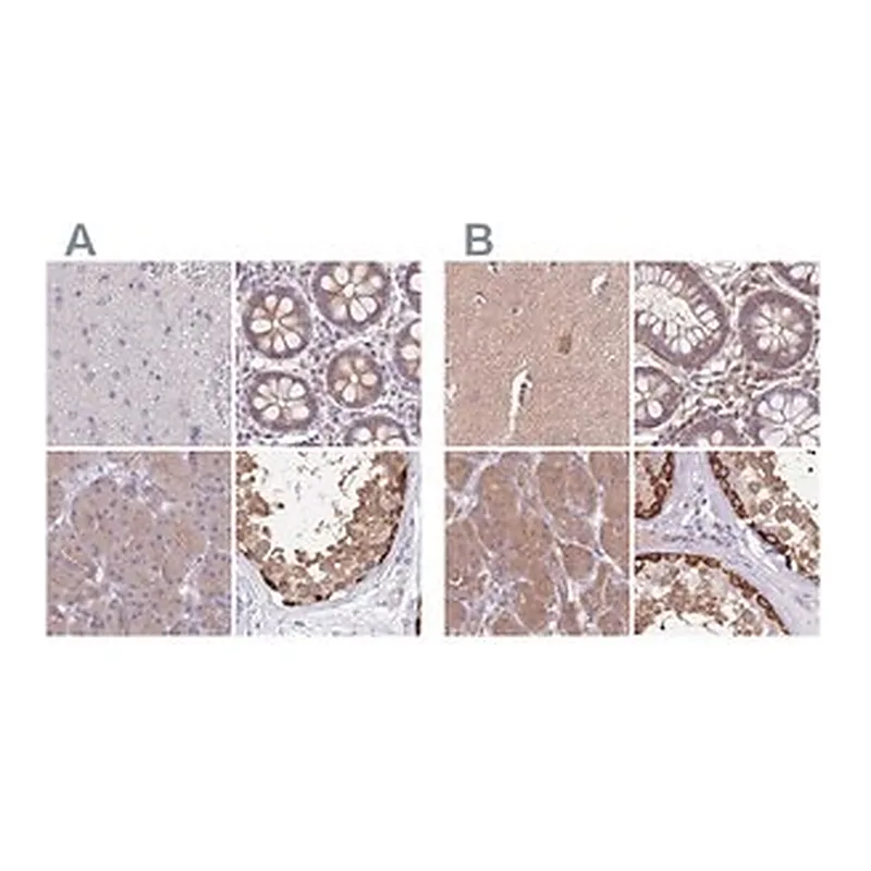 Merck Anti-STIP1 antibody produced in rabbit