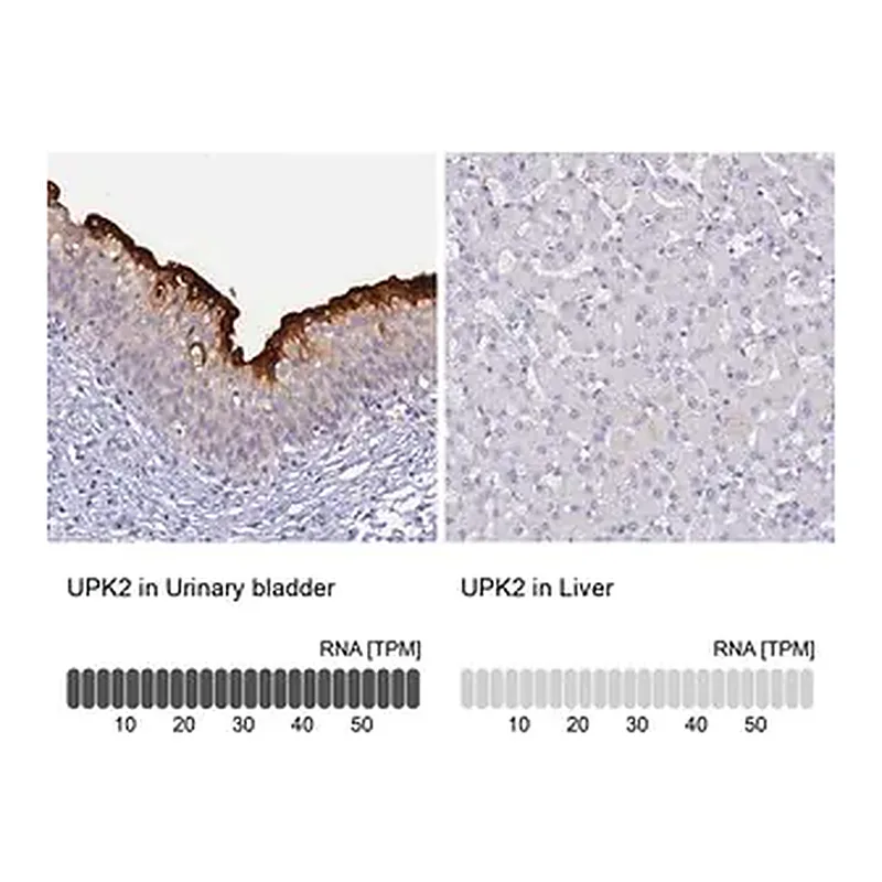 Merck Anti-UPK2 antibody produced in rabbit