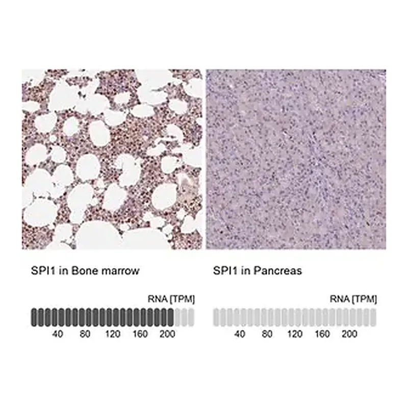 Merck Anti-SPI1 antibody produced in rabbit