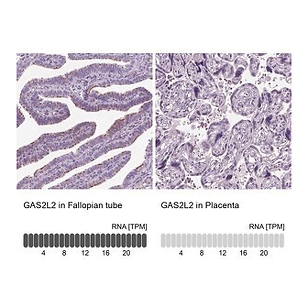 Merck Anti-GAS2L2 antibody produced in rabbit