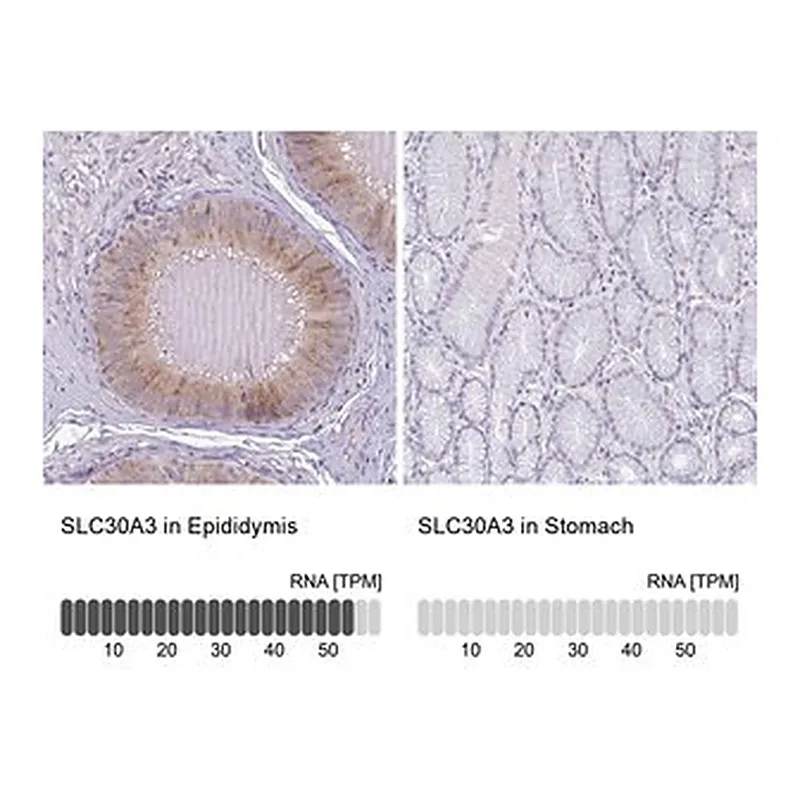 Merck Anti-SLC30A3 antibody produced in rabbit