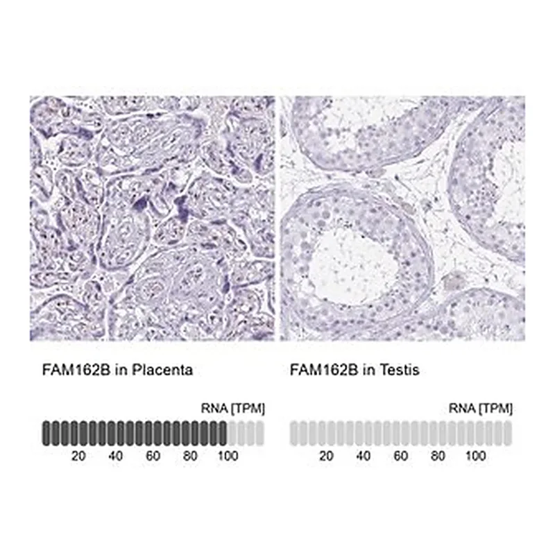 Merck Anti-FAM162B antibody produced in rabbit