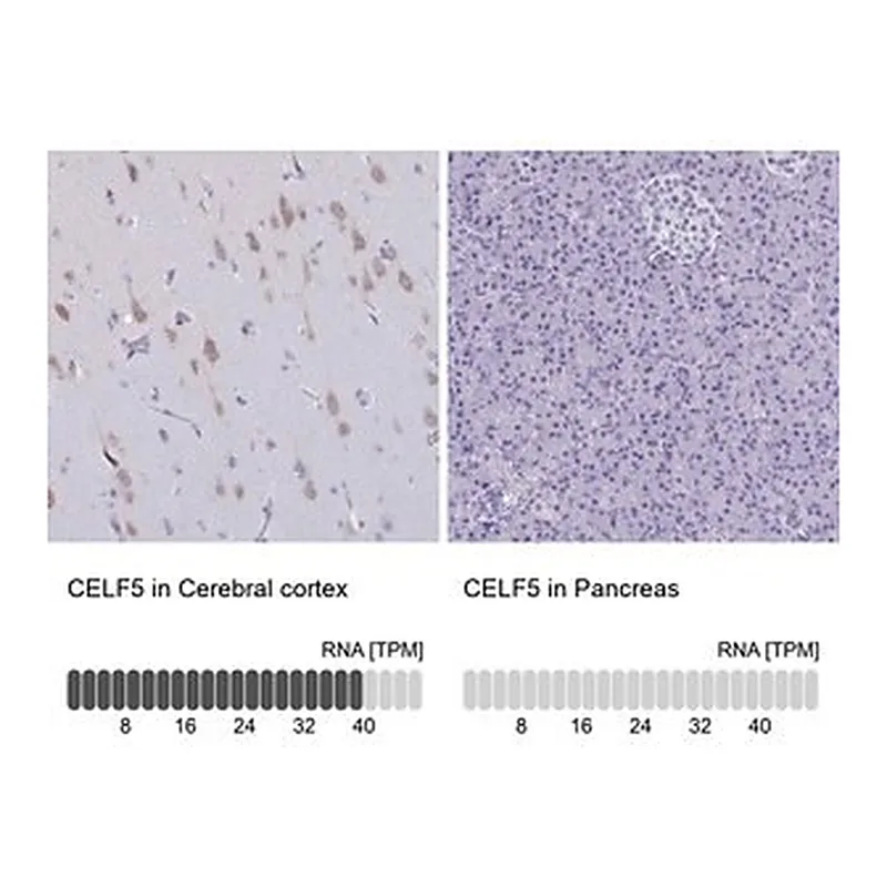 Merck Anti-CELF5 antibody produced in rabbit