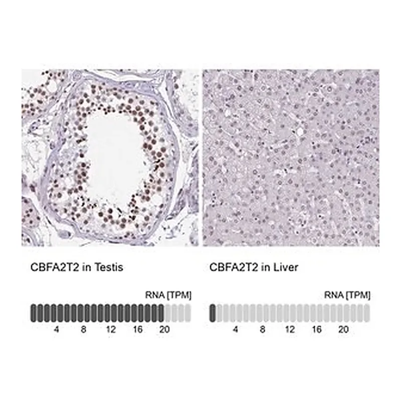 Merck Anti-CBFA2T2 antibody produced in rabbit