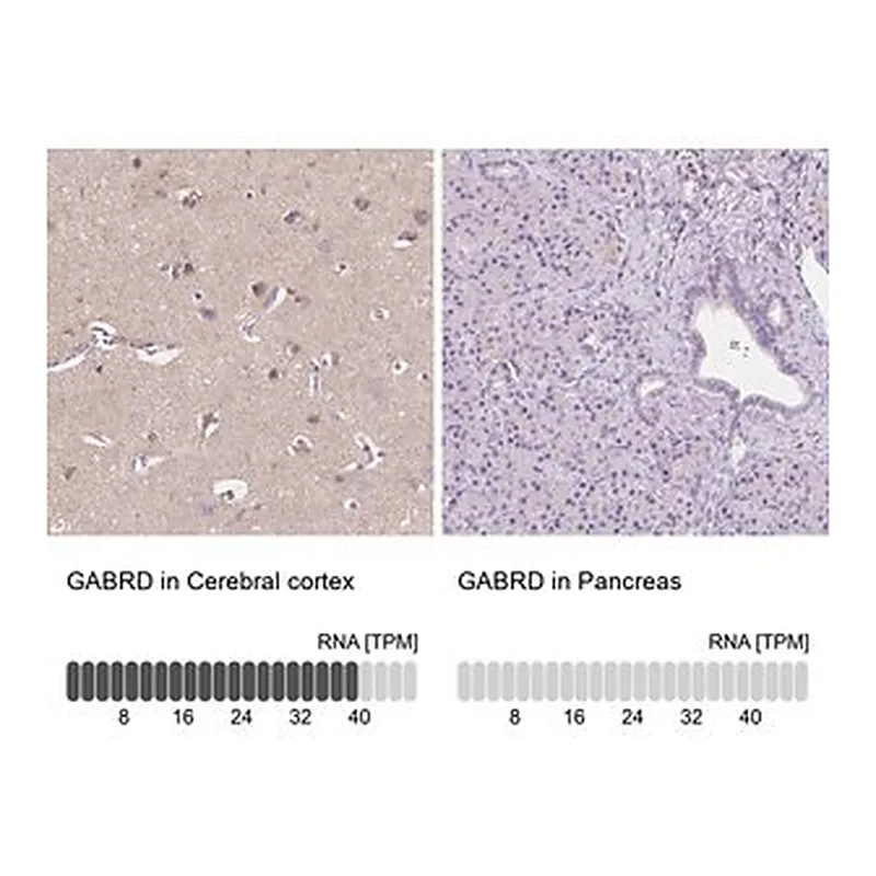 Merck Anti-GABRD antibody produced in rabbit