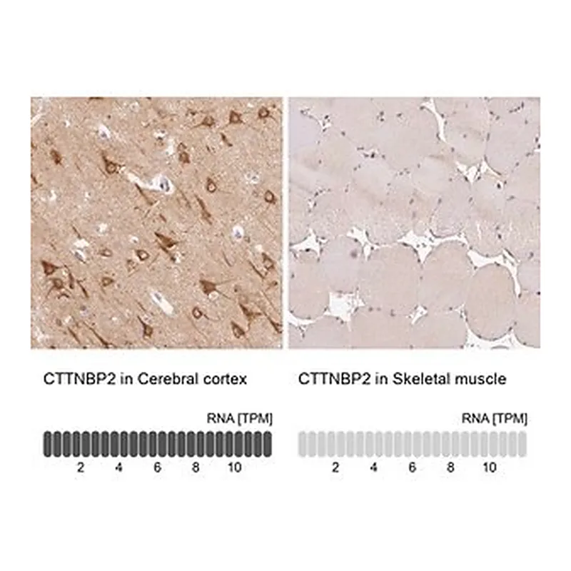 Merck Anti-CTTNBP2 antibody produced in rabbit