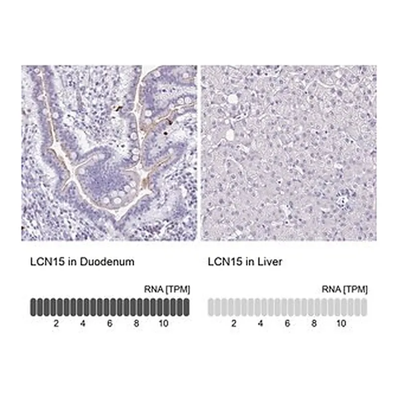 Merck Anti-LCN15 antibody produced in rabbit