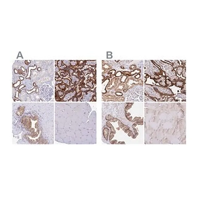 Merck Anti-COBLL1 antibody produced in rabbit
