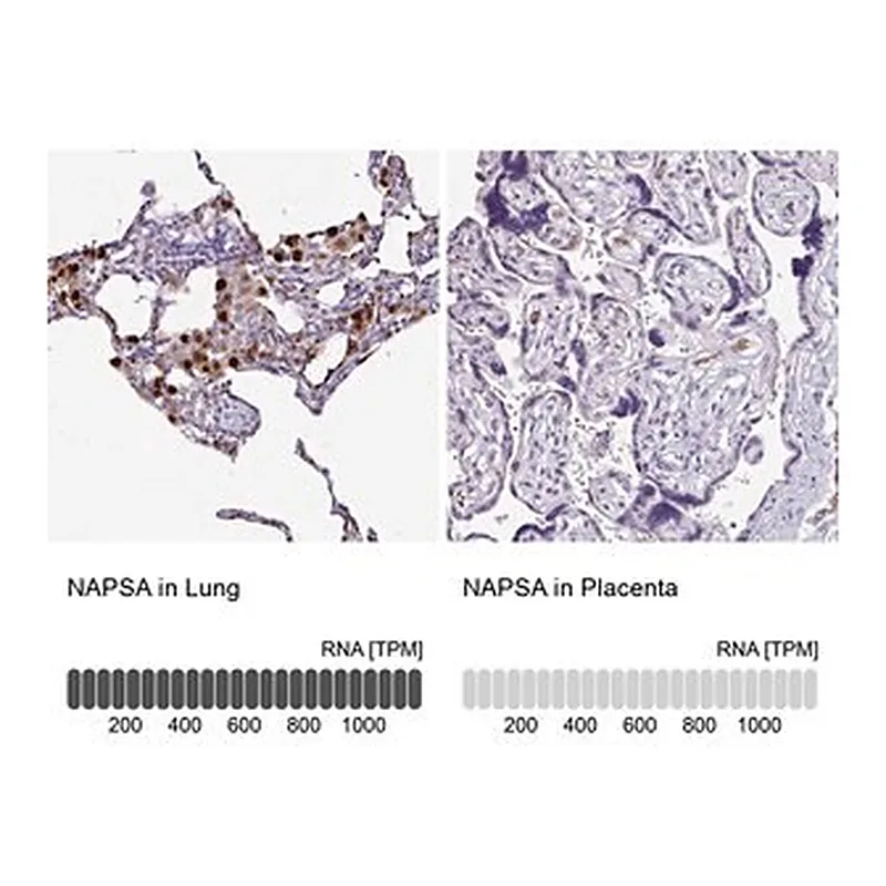 Merck Anti-NAPSA antibody produced in rabbit