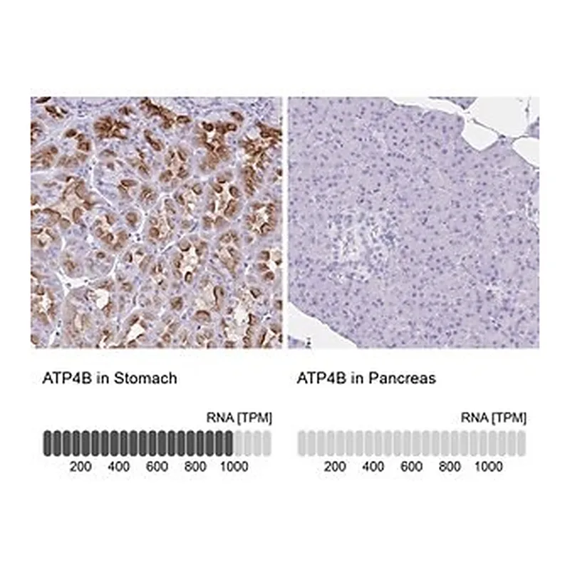 Merck Anti-ATP4B antibody produced in rabbit