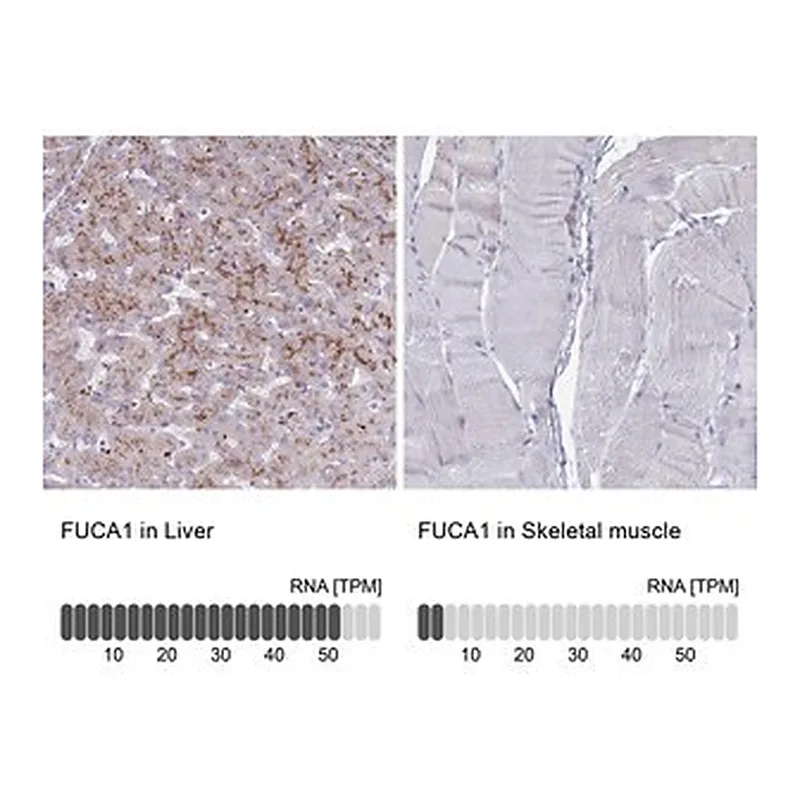 Merck Anti-FUCA1 antibody produced in rabbit