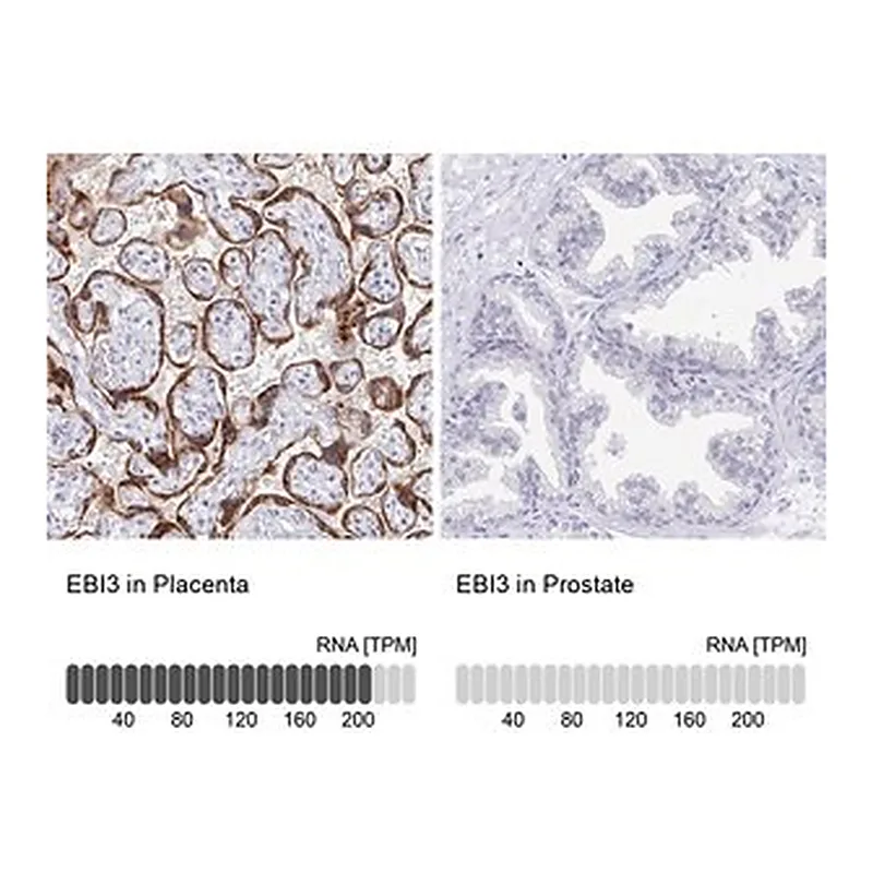 Merck Anti-EBI3 antibody produced in rabbit