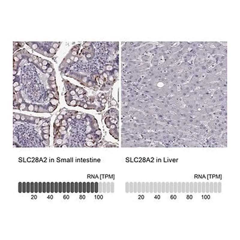 Merck Anti-SLC28A2 antibody produced in rabbit