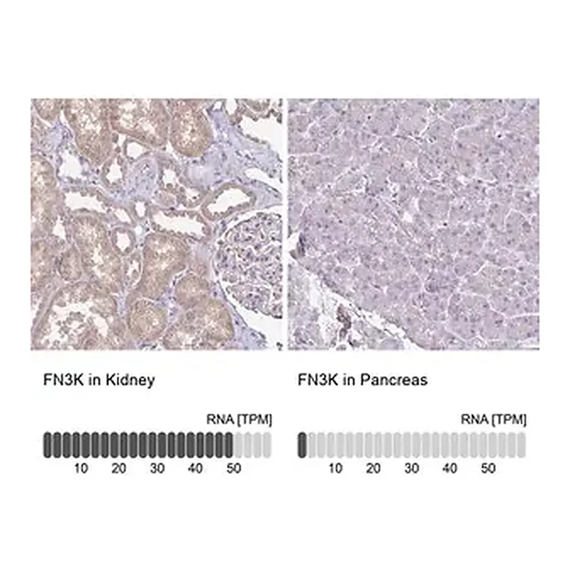 Merck Anti-FN3K antibody produced in rabbit