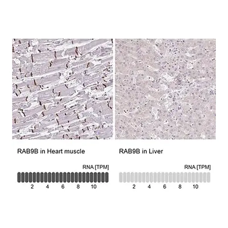 Merck Anti-RAB9B antibody produced in rabbit