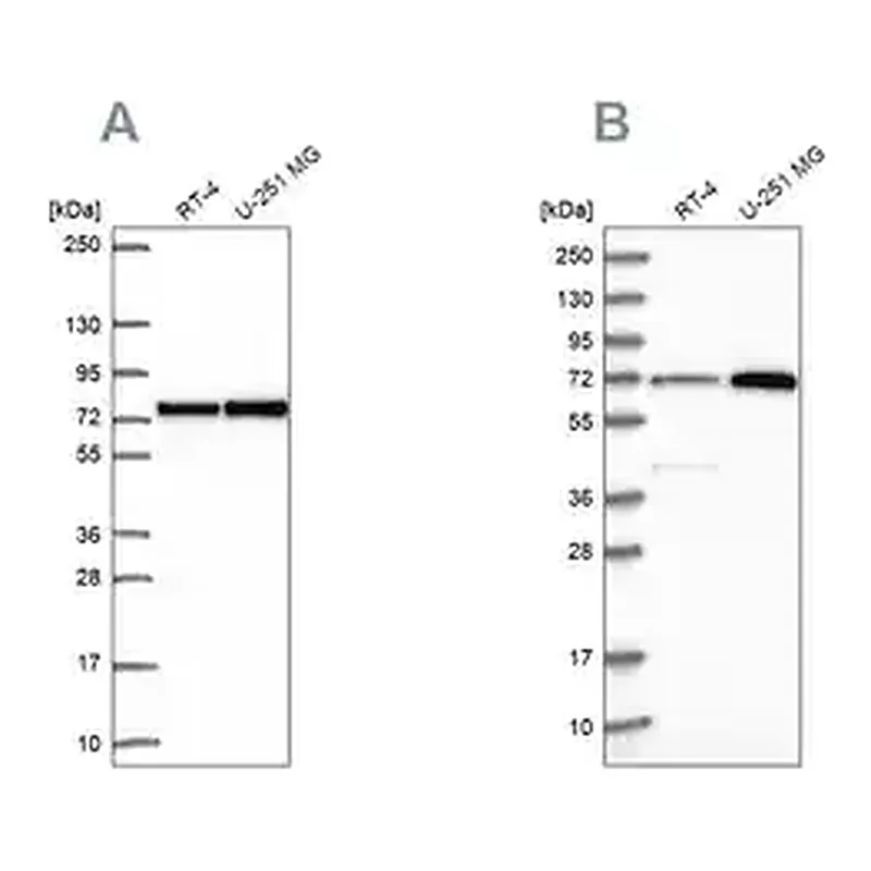 Merck Anti-PES1 antibody produced in rabbit
