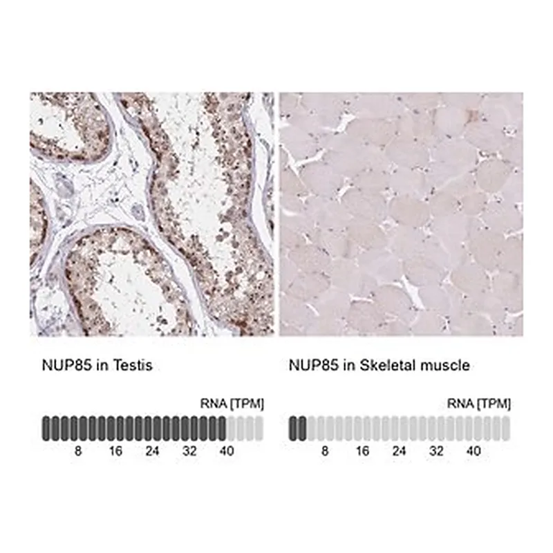 Merck Anti-NUP85 antibody produced in rabbit