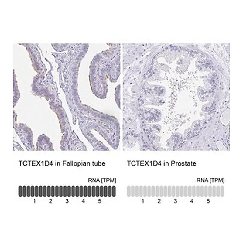 Merck Anti-TCTEX1D4 antibody produced in rabbit