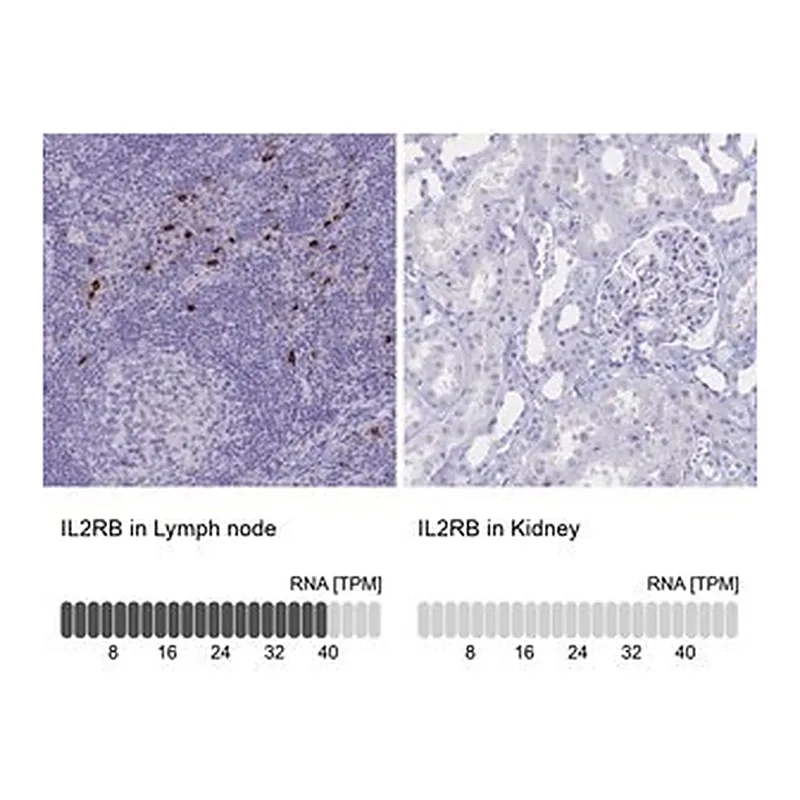 Merck Anti-IL2RB antibody produced in rabbit