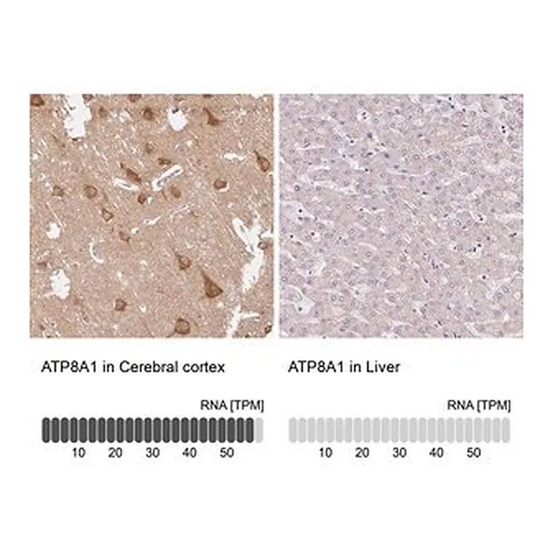 Merck Anti-ATP8A1 antibody produced in rabbit