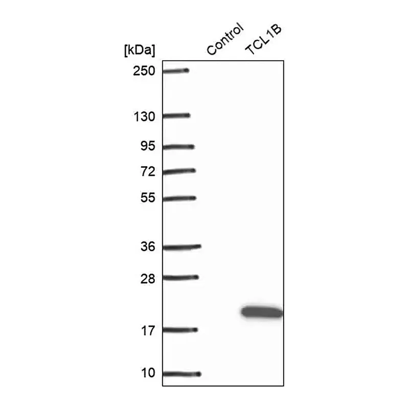 Merck Anti-TCL1B antibody produced in rabbit