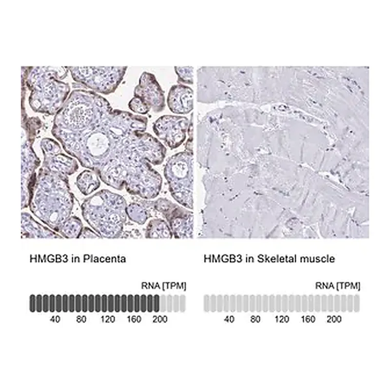 Merck Anti-HMGB3 antibody produced in rabbit