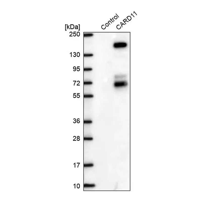 Merck Anti-CARD11 antibody produced in rabbit