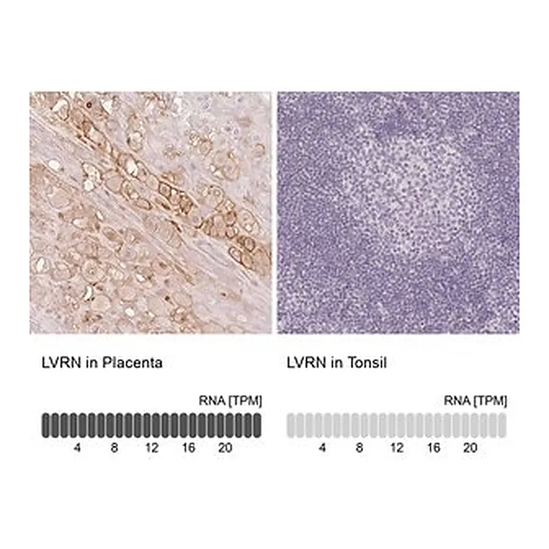 Merck Anti-LVRN antibody produced in rabbit