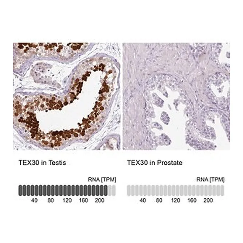 Merck Anti-TEX30 antibody produced in rabbit