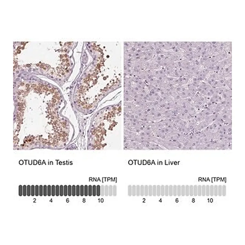 Merck Anti-OTUD6A antibody produced in rabbit