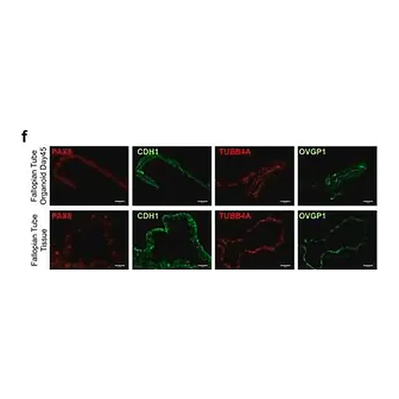 Merck Anti-OVGP1 antibody produced in rabbit