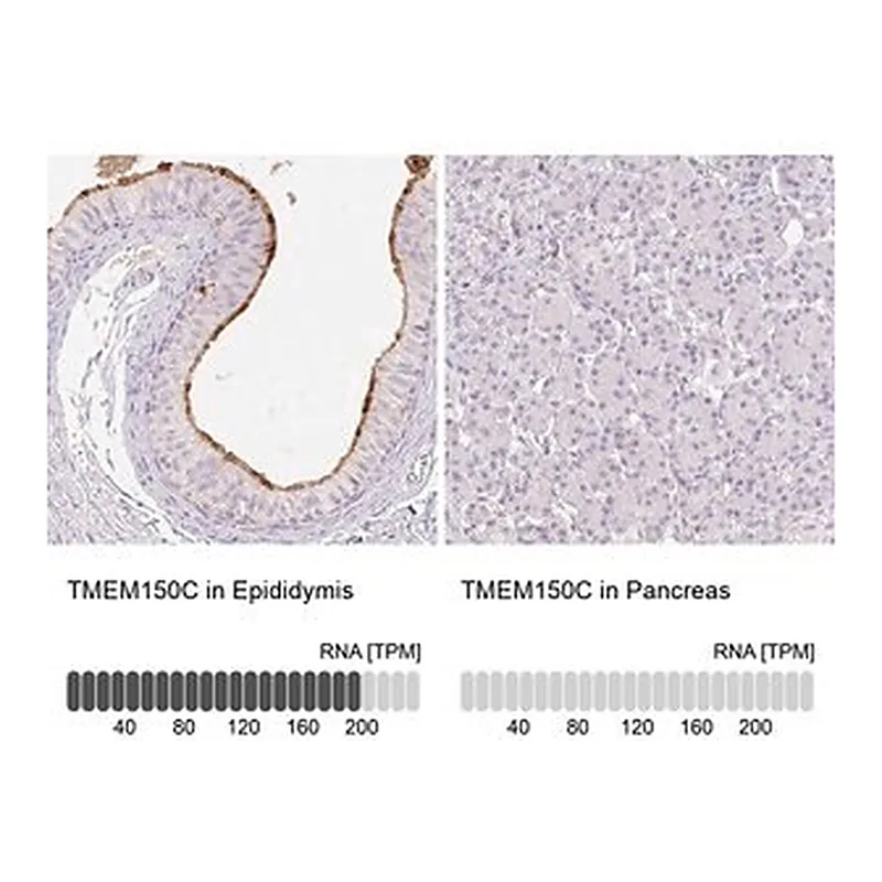 Merck Anti-TMEM150C antibody produced in rabbit