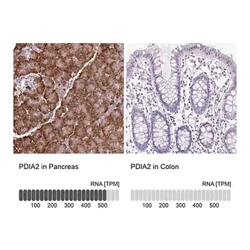 Merck Anti-PDIA2 antibody produced in rabbit
