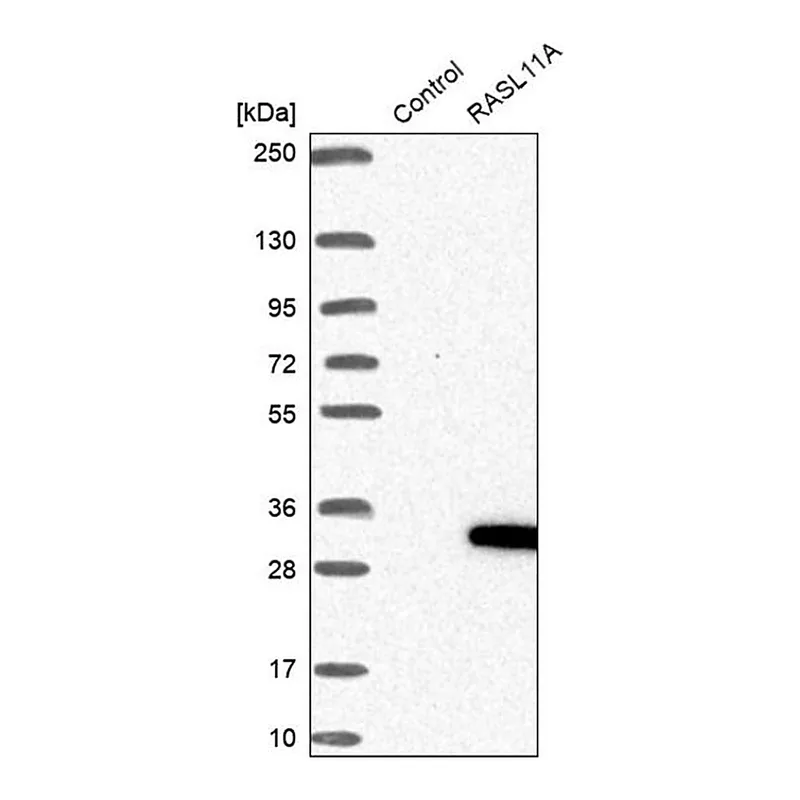 Merck Anti-RASL11A antibody produced in rabbit
