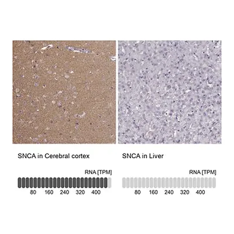 Merck Anti-SNCA antibody produced in rabbit